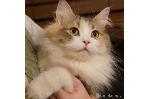 よもぎちゃん1枚目